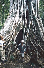 Tangkoko-Nationalpark: Wrgfeige