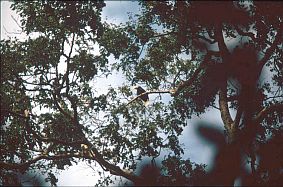 Tangkoko-Nationalpark: Hornvogel