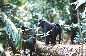Tangkoko-Nationalpark: Schwarze Makaken