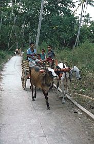 Bunaken: Nahverkehr