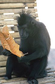 Schwarzer Makake beim Lesen(?)