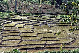 Auf dem Weg nach Bangko: Reisterrassen