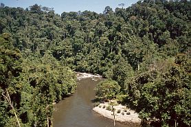 Auf dem Weg nach Bangko: Regenwald