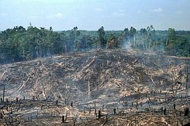 Auf dem Weg nach Bangko: Brandrodung