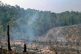 Auf dem Weg nach Bangko: Brandrodung