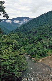 Im Gunung-Leuser-Nationalpark