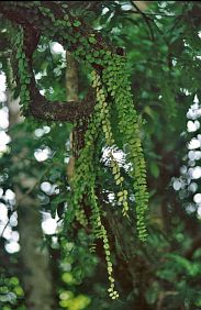 Im Gunung-Leuser-Nationalpark