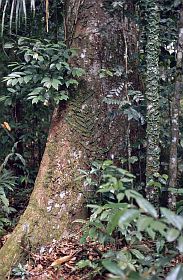 Im Gunung-Leuser-Nationalpark