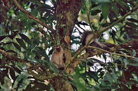 Affe im Gunung-Leuser-Nationalpark