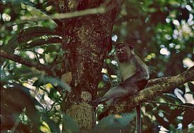 Affe im Gunung-Leuser-Nationalpark