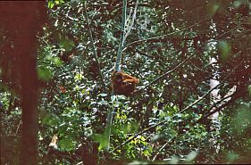 Orang Utan im Gunung-Leuser-Nationalpark