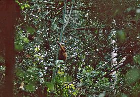 Orang Utan im Gunung-Leuser-Nationalpark