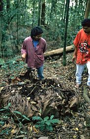 Reste einer Rafflesia im Gunung-Leuser-Nationalpark