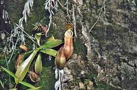 Insel Samosir: Kannenpflanzen