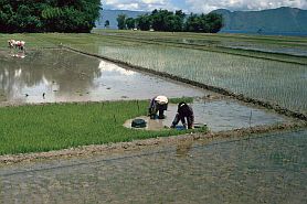 Insel Samosir: Rundfahrt - Reispflanzen