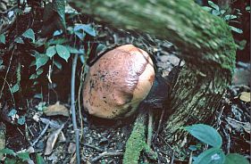 Knospen der Rafflesia