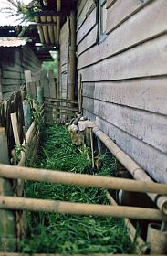 Im Karo-Batak Dorf Lingga: Ziegenstall unter dem Haus
