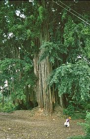 Banyan-Baum