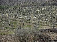 Obstplantage zwischen Targu Mures und Bistritz