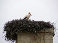 Groscheuern: Storchennest auf der alten Schule