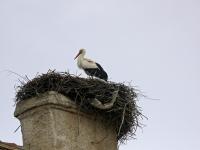 Groscheuern: Storchennest auf der alten Schule