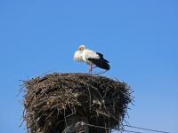 Sercaia: Storch ......