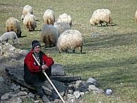 Auf dem Weg nach Suceava: Hirte