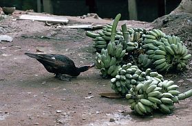 Gans knabbert an Bananen