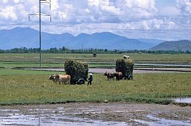 Landschaft bei Phan Rang