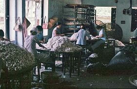 Da Nang: Teppichfabrik - Sortieren der Seidenkokons