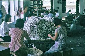Da Nang: Teppichfabrik - Sortieren der Seidenkokons