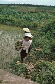 Zwei Frauen beim Reispflanzen