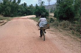 Hunde im Korb auf dem Fahrrad