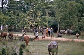 My Lai: Büffel und Kinder