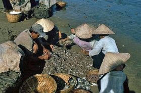 Qui Nhon - Fische sortieren am Strand