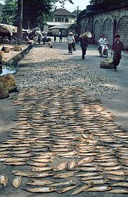 Hanoi-Altstadt: Fisch wird auf der Strae getrocknet