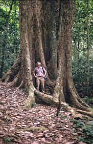 Cuc Phuong Nationalpark: Dschungelbaum