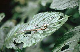 Cuc Phuong Nationalpark: Stabheuschrecke