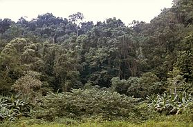 Cuc Phuong Nationalpark: Dschungel