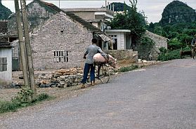 Schweinetransport auf dem Fahrrad