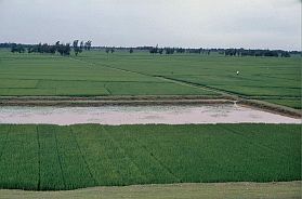 Reisfelder im Delta des Roten Flusses