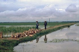 Enten-Hirten