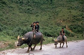 Büffelkinder (schwarze Thai) auf dem Weg nach Son La