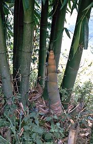 Bambussprosse